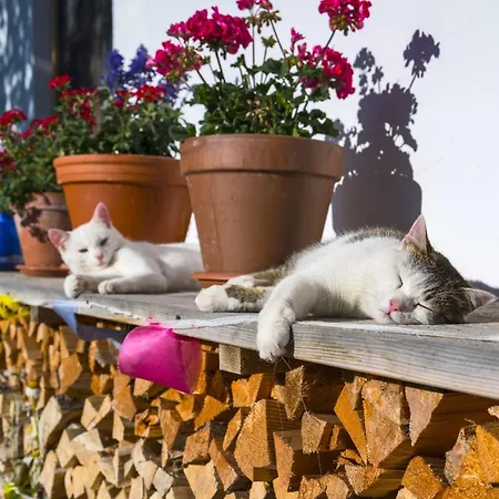 Ferien Beim Baur Appartement *